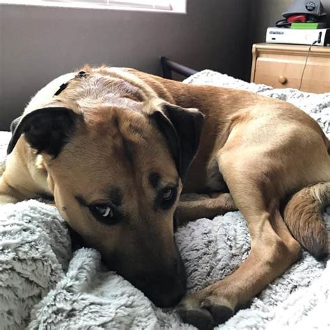 teens suck dogs|Teenager girl playing with the Black Mouth Cur dog in the bed.